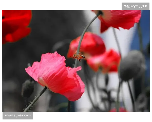 板球传统长赛制收视率骤降 青年观众流失引发文化焦虑